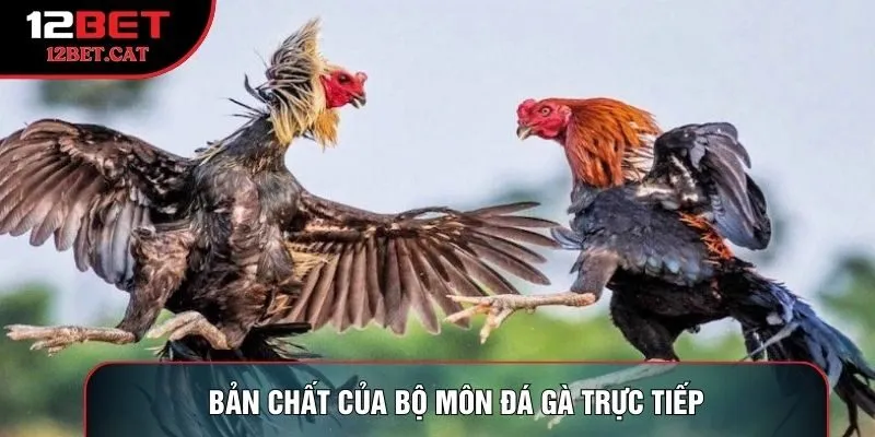 Bản chất của bộ môn đá gà trực tiếp
