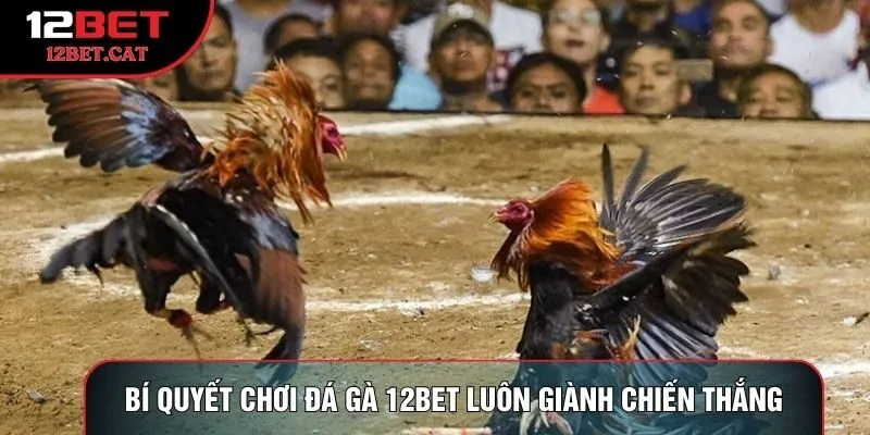 Bí quyết chơi Đá gà 12bet luôn giành chiến thắng