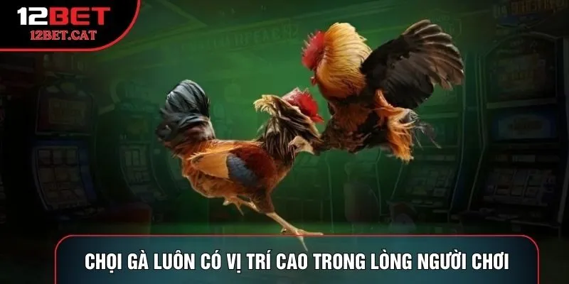 Chọi gà luôn có vị trí cao trong lòng người chơi