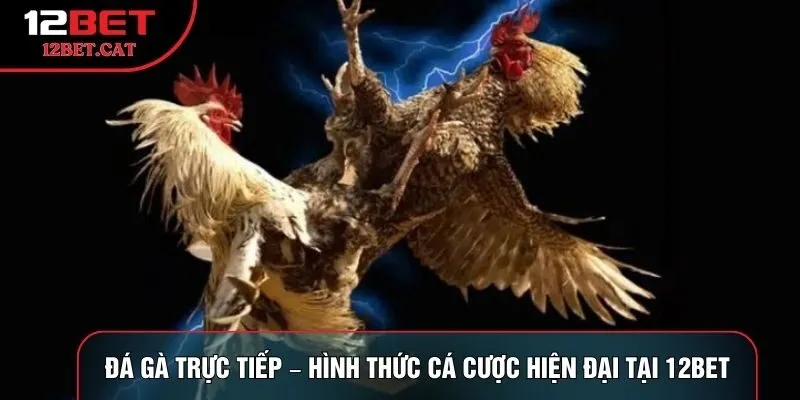 Đá gà trực tiếp