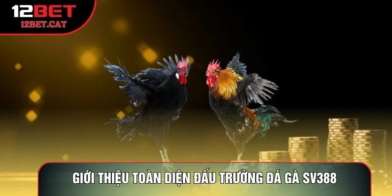 Giới thiệu toàn diện đấu trường đá gà sv388