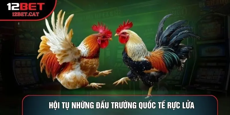 Hội tụ những đấu trường quốc tế rực lửa